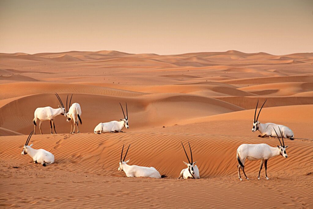 Conservation Travel in Arabia: What the Gulf Actually Protects | Arabia