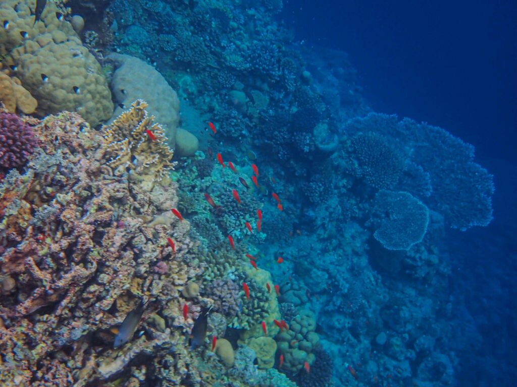 Corals in the Red Sea