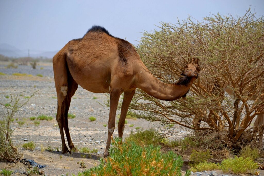 salalah