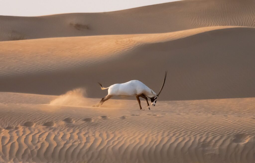 Arabian journeys Al Maha desert conservation landscape