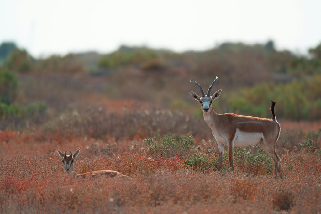 Arabian journeys Sir Bani Yas island landscape